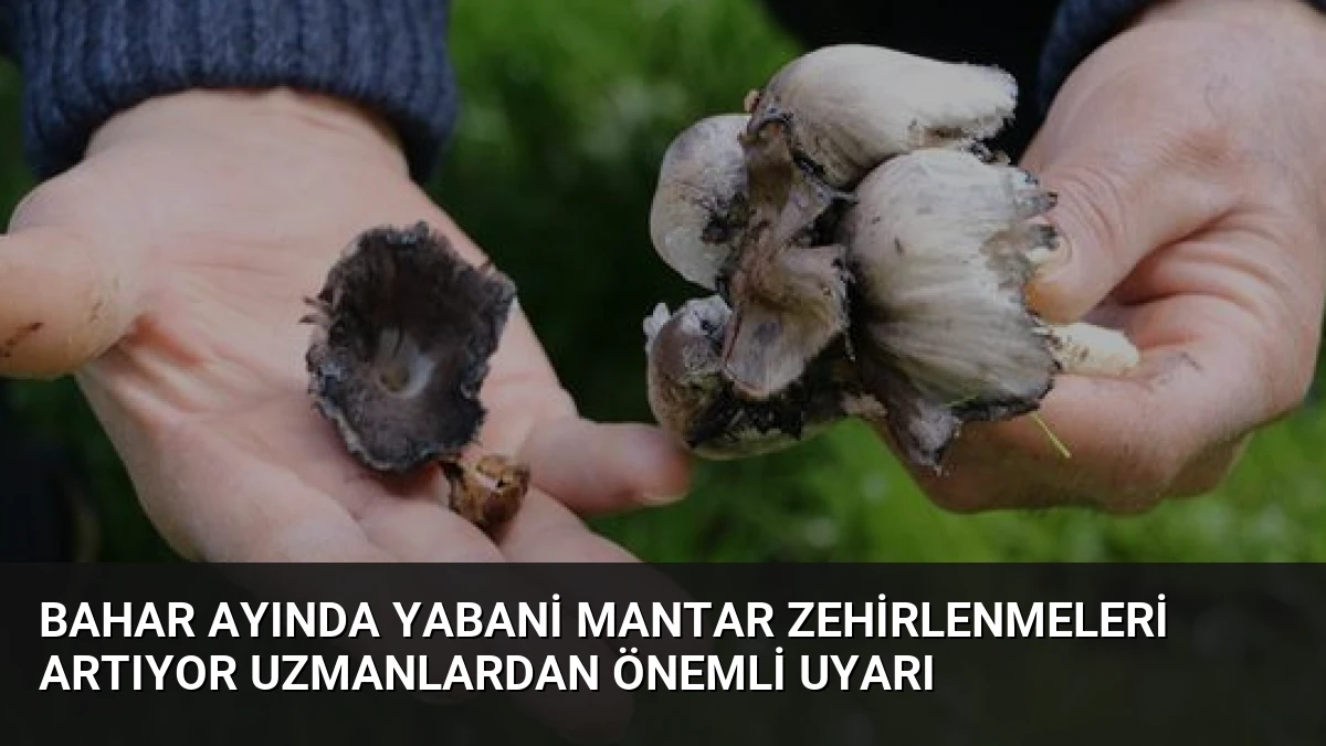 Bahar Ayında Yabani Mantar Zehirlenmeleri Artıyor Uzmanlardan Önemli Uyarı