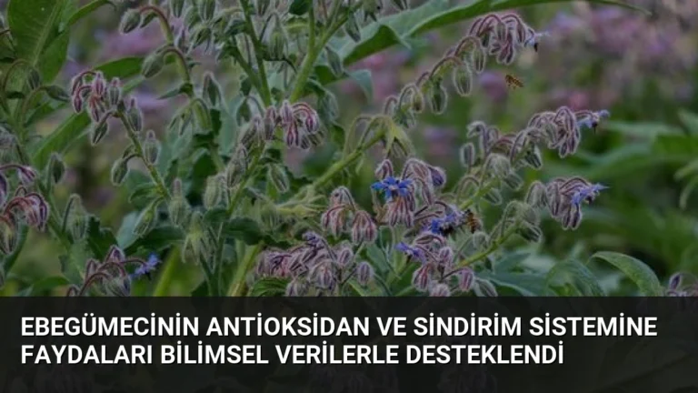 Ebegümecinin Antioksidan ve Sindirim Sistemine Faydaları Bilimsel Verilerle Desteklendi