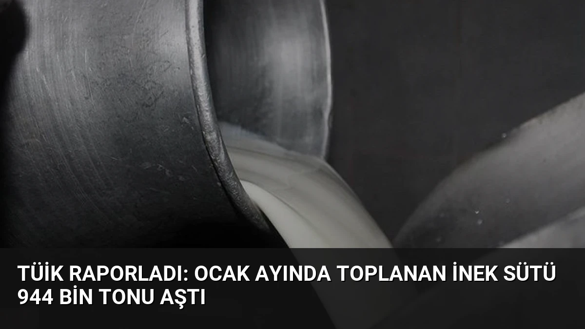 TÜİK Raporladı: Ocak Ayında Toplanan İnek Sütü 944 Bin Tonu Aştı