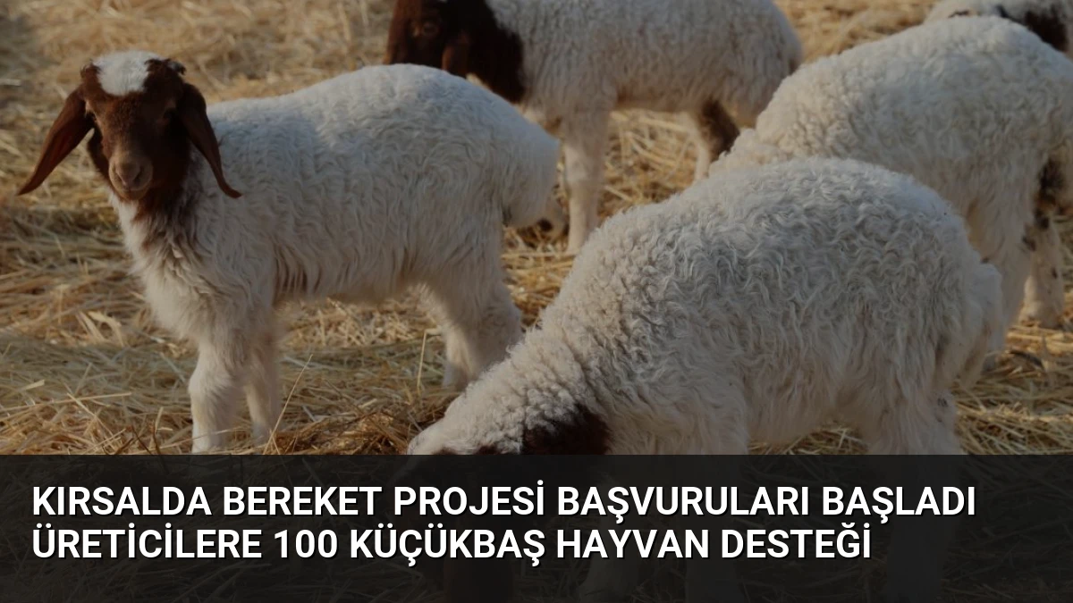 Kırsalda Bereket Projesi Başvuruları Başladı Üreticilere 100 Küçükbaş Hayvan Desteği