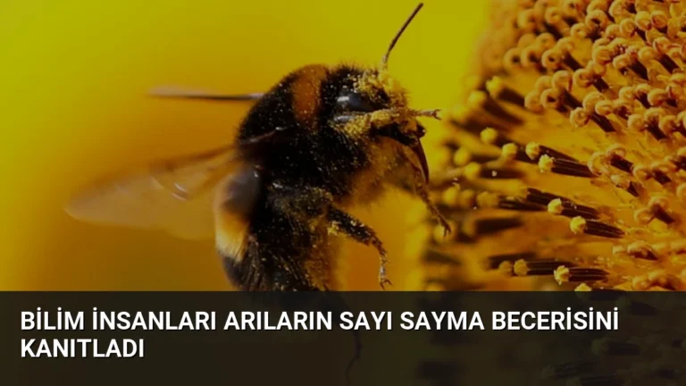 Bilim İnsanları Arıların Sayı Sayma Becerisini Kanıtladı
