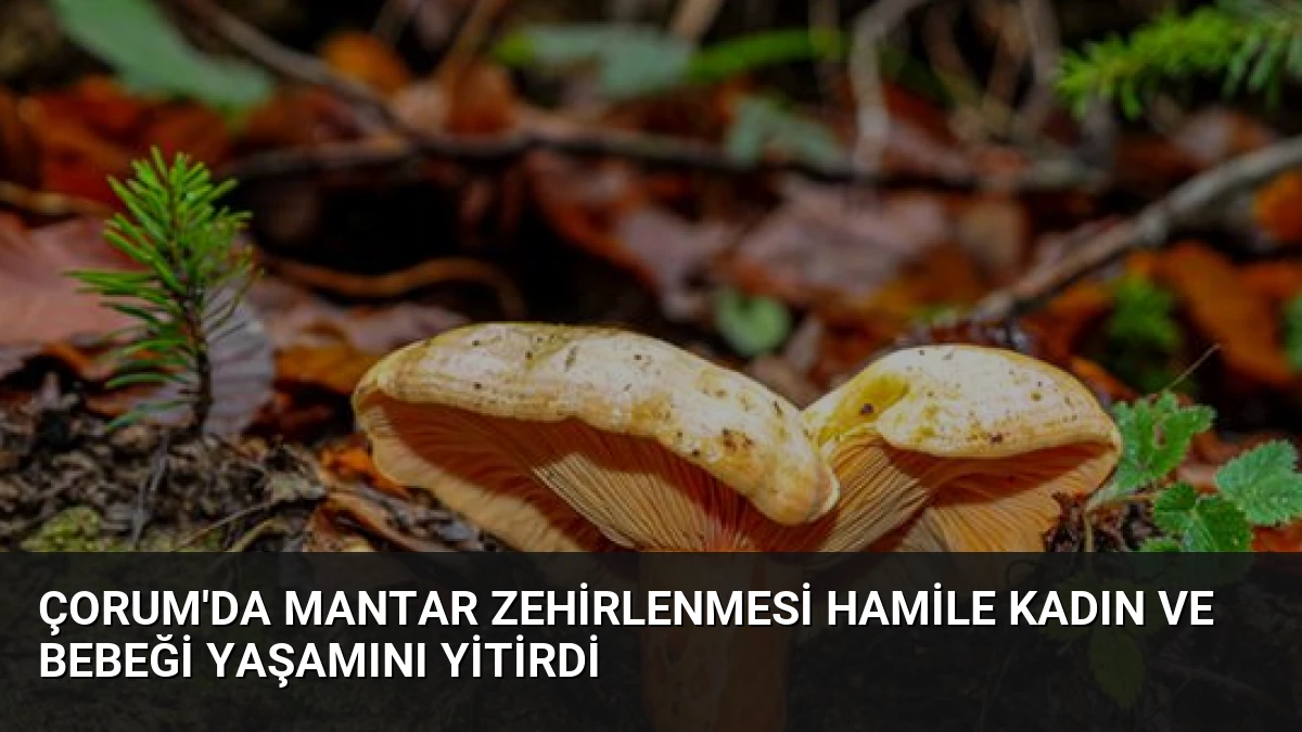 Çorum’da Mantar Zehirlenmesi Hamile Kadın ve Bebeği Yaşamını Yitirdi