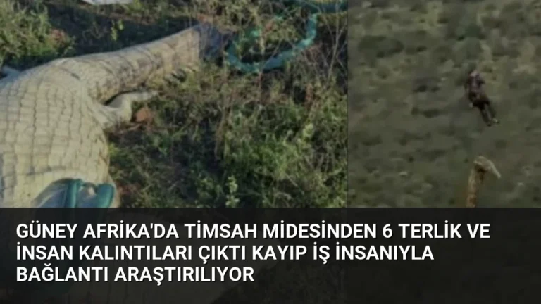 Güney Afrika’da Timsah Midesinden 6 Terlik ve İnsan Kalıntıları Çıktı Kayıp İş İnsanıyla Bağlantı Araştırılıyor