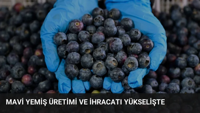 Mavi Yemiş Üretimi ve İhracatı Yükselişte