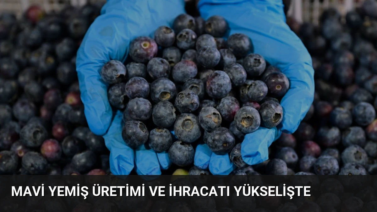 Mavi Yemiş Üretimi ve İhracatı Yükselişte