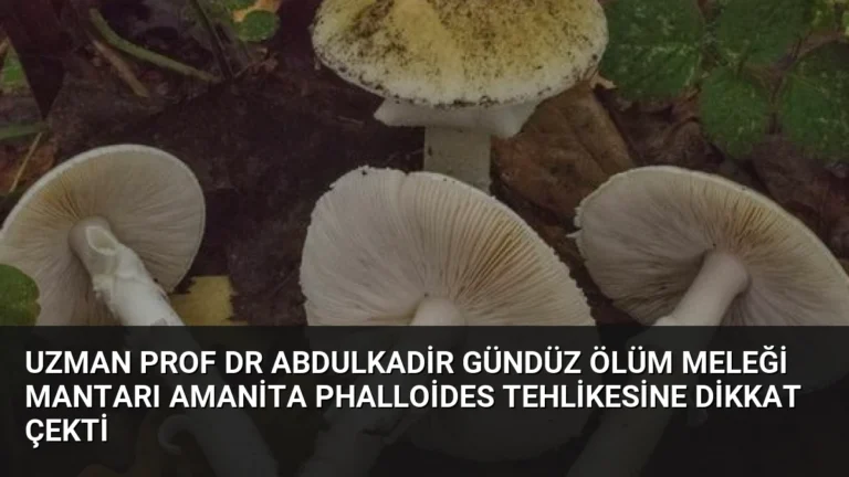 Uzman Prof Dr Abdulkadir Gündüz Ölüm Meleği Mantarı Amanita Phalloides Tehlikesine Dikkat Çekti