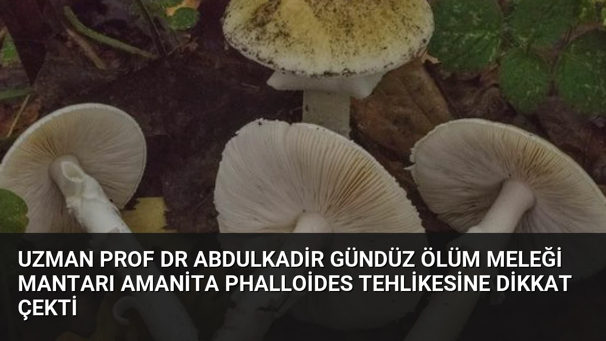 Uzman Prof Dr Abdulkadir Gündüz Ölüm Meleği Mantarı Amanita Phalloides Tehlikesine Dikkat Çekti