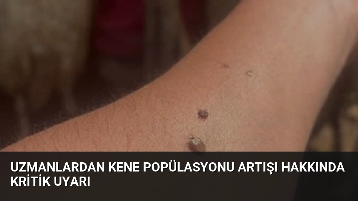Uzmanlardan Kene Popülasyonu Artışı Hakkında Kritik Uyarı