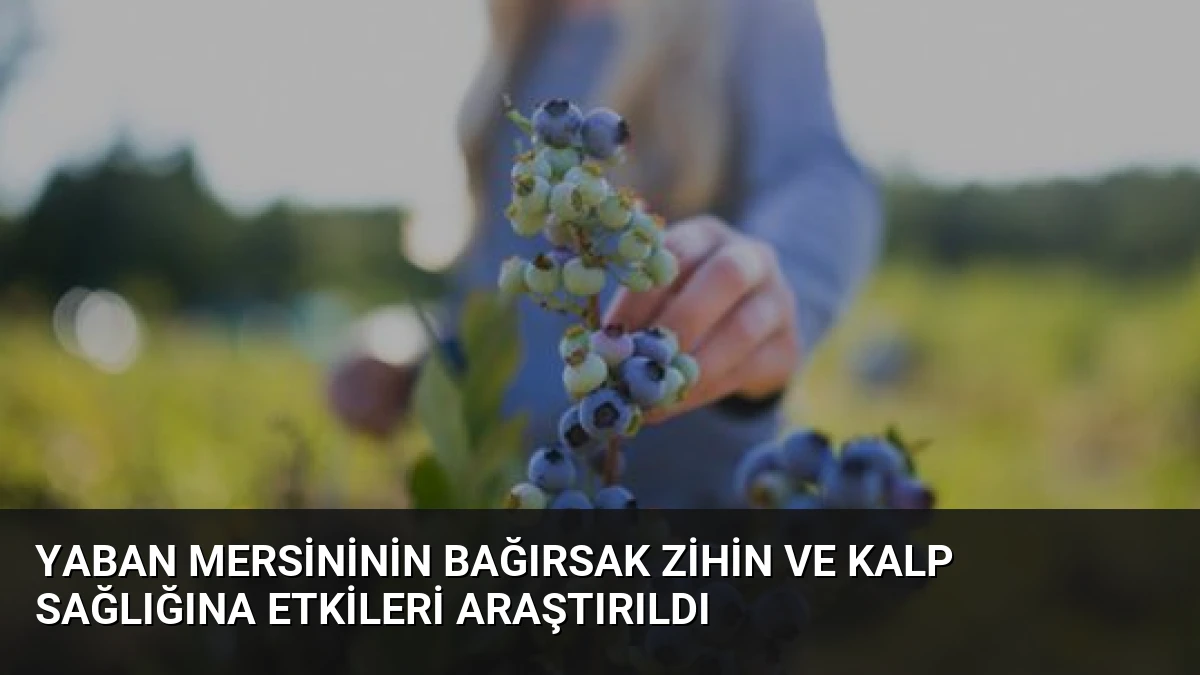 Yaban Mersininin Bağırsak Zihin ve Kalp Sağlığına Etkileri Araştırıldı