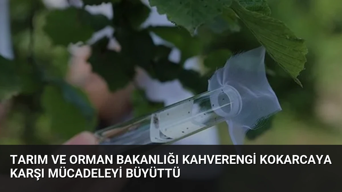 Tarım ve Orman Bakanlığı Kahverengi Kokarcaya Karşı Mücadeleyi Büyüttü